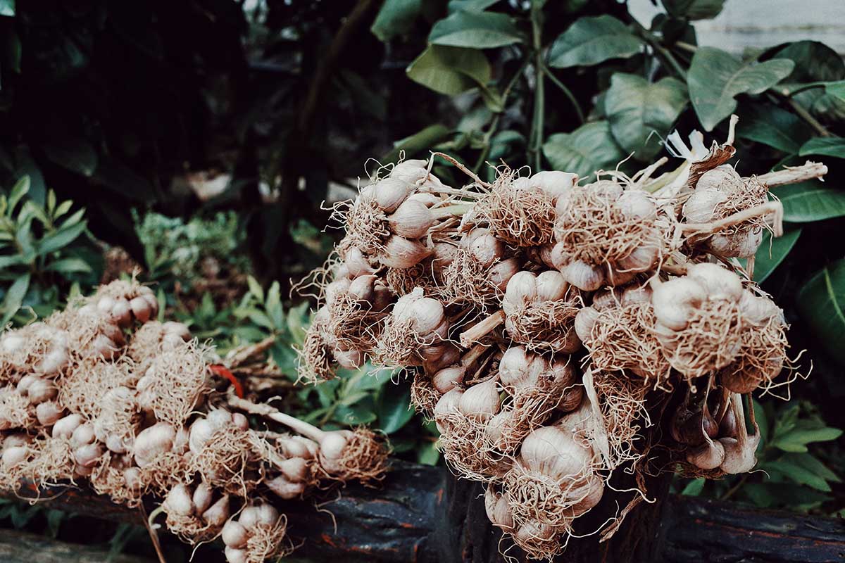 Prevent mosquitoes with garlic